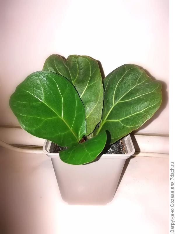 Лирата Бамбино. Влада если бы ты мне его не показала, не было бы у меня этой прелести.