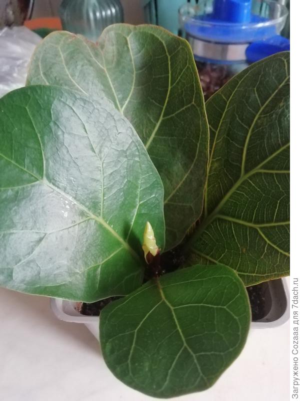 Вот он, малюсенький.