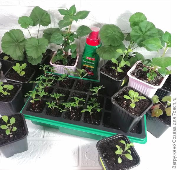 Петунии дождались светлого часа и были распикированы