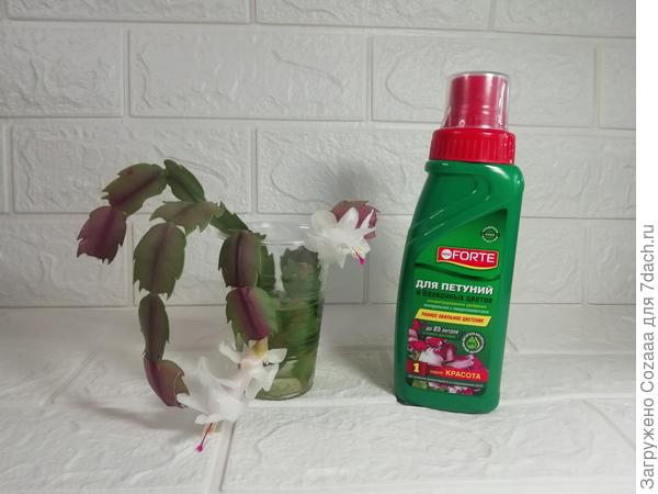 Вы когда-нибудь такое видели?