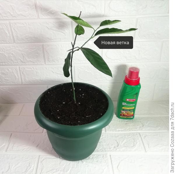 А это мой лимончик. Посмотрите, как он обрадовался подкормке, отрастил длинную веточку.
