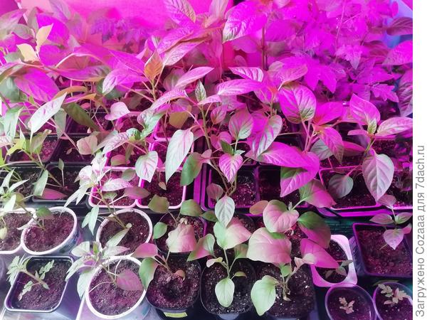 А это мой "лес, полный сказочных чудес"