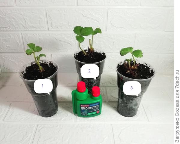 30.04.2023 Прошла ровно неделя, после посадки