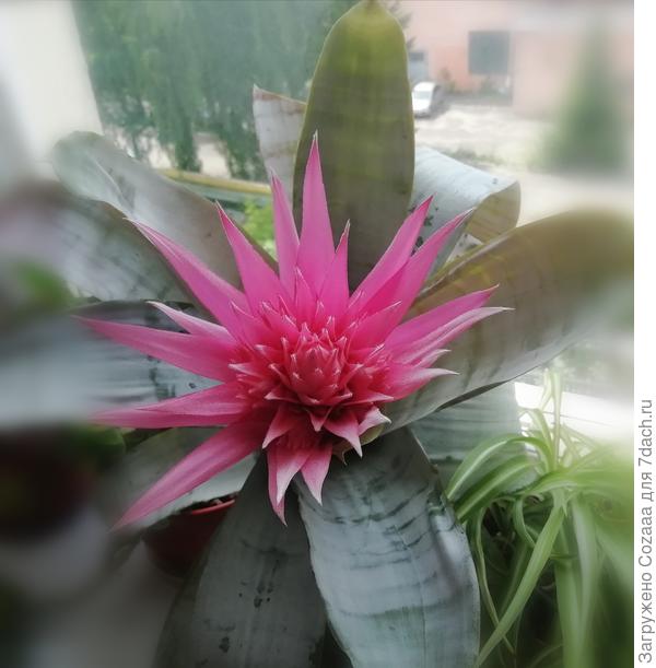 Полуроспуск