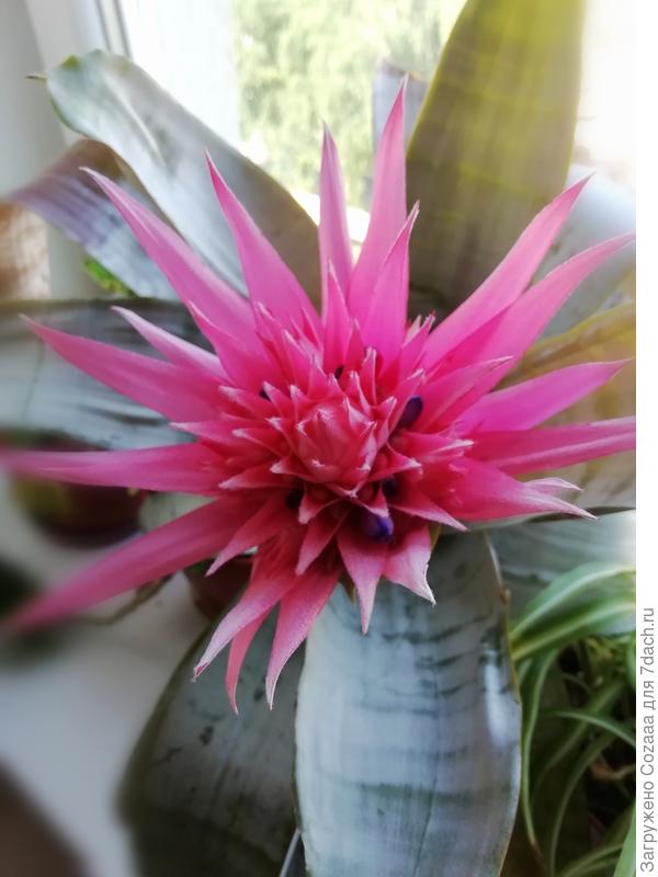 Появляются голубые тычинки