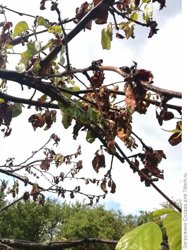 Вот поближе, только что дождь закончился, ветка мокрая.
