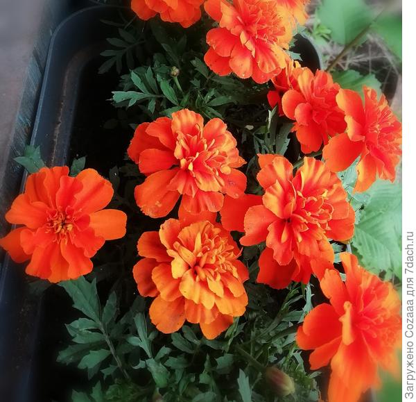 Бархатцы от Светочки До