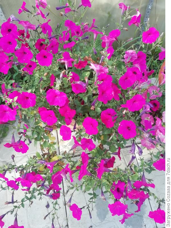 Тайдал Вейв Purple