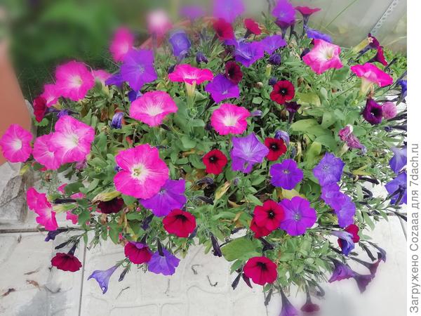 Здесь три петунии. Некуда было сажать, посадила в один горшок: Шок Вейв Deep Purple, Вейв Misty Lilac, Изи Вейв Lavender Sky Blue