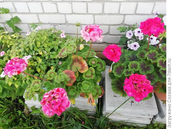 Немного выцвели от солнца