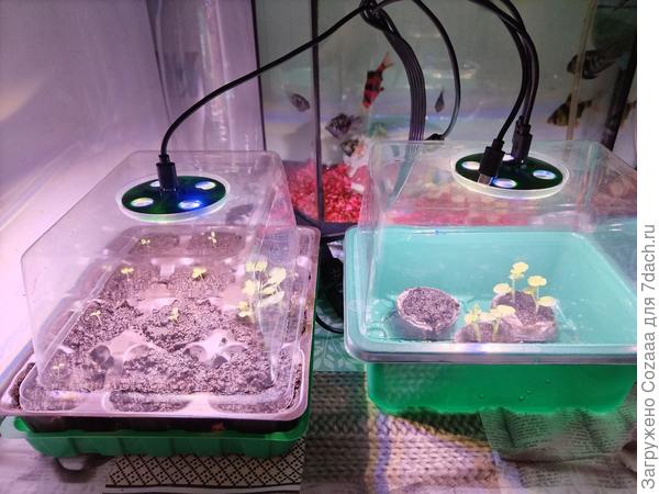 Вот тут уже петунии взошли и даже выпустили настоящие листочки, тут и Изи Вейв, и Шок Вейв и Тайдалы. Сею по одному семечку каждого сорта, мне достаточно.