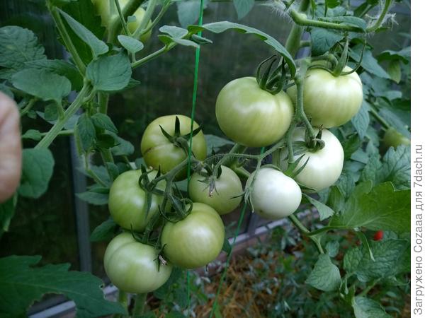 Самая красивая кисть у Братана