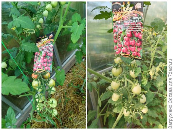 Чем не томатный виноград?