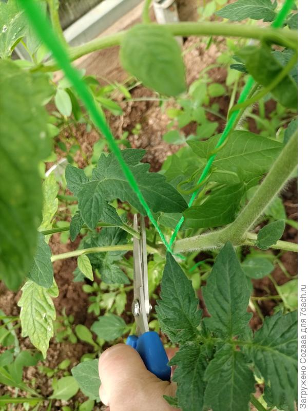 Удаление пасынков