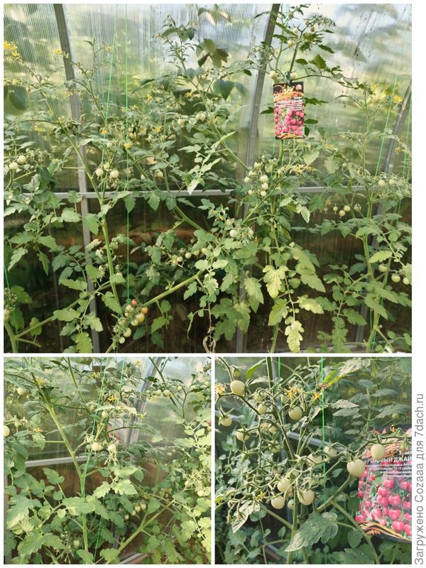 Розовый джайв