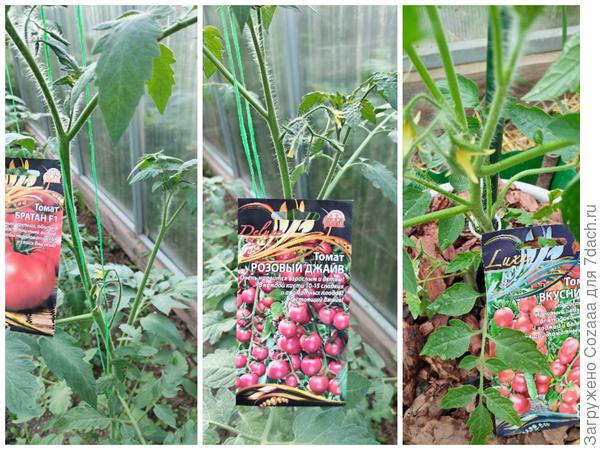 Первое цветение томатов