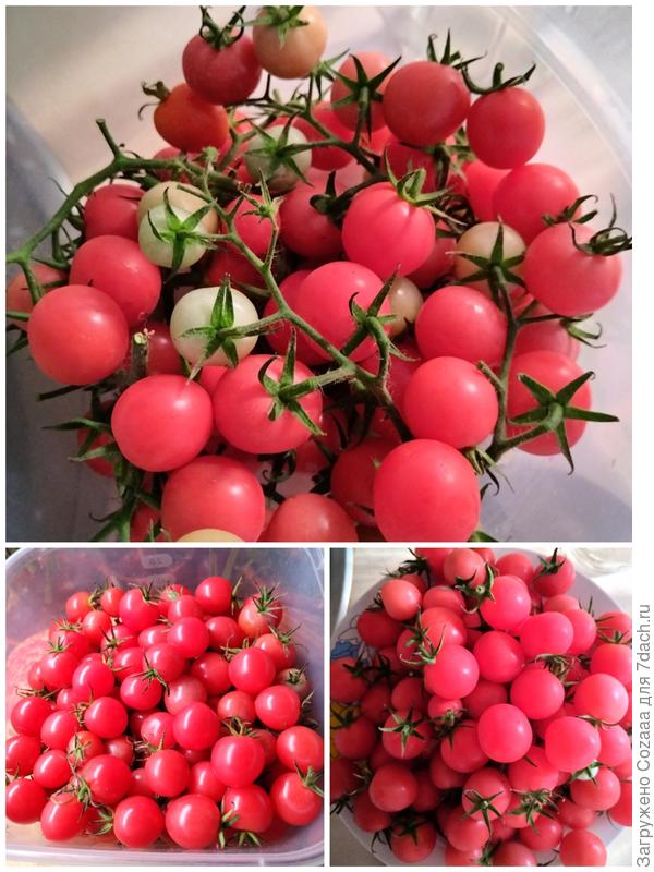 Собран урожай Розового джайва