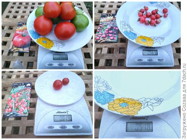 Последний сбор 27.09.2024