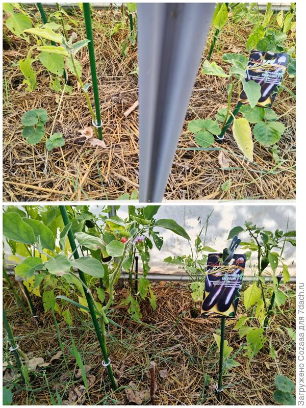 Баклажан Мерлин опять зацвёл, но толку уже точно не будет