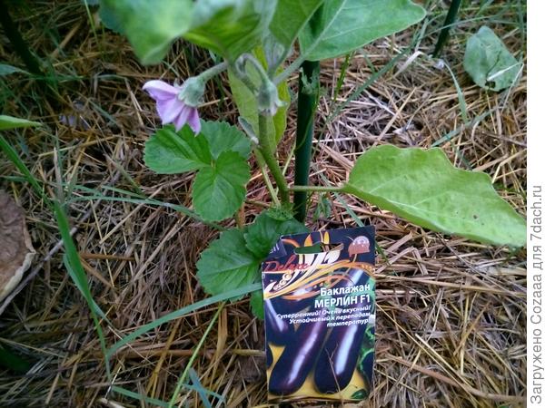 Бисваооиьд