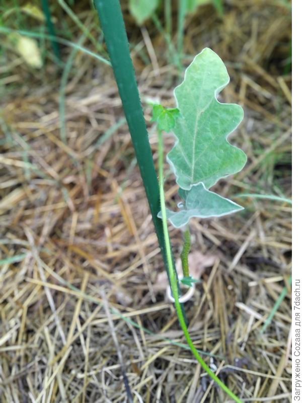 Дбтмваромми