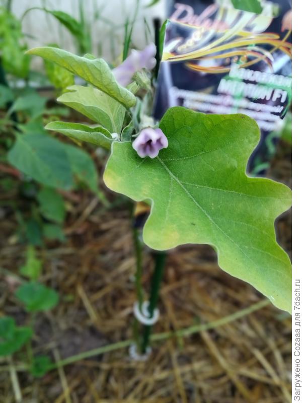 Бтмсарорит