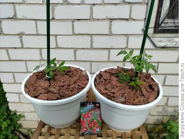 Бтсяаотиллл