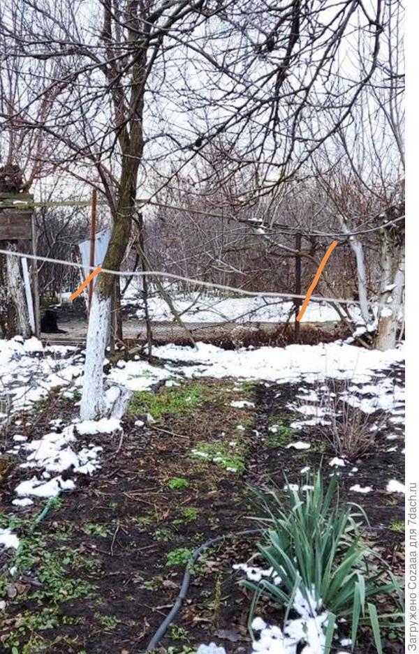 Вот собаки черная слева лежит, рыжая правее