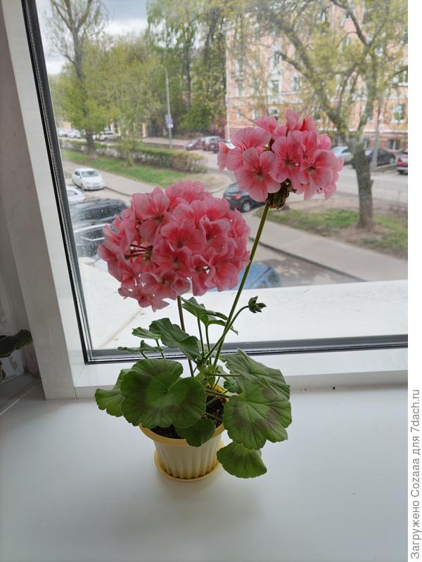 Это год назад, выращеное из семян молодое растение. Обязательно солнце, проветривание и поливать удобрением раз в две недели, тогда растение будет полностью открывать все цветки, и цвести вот такими шапочками.