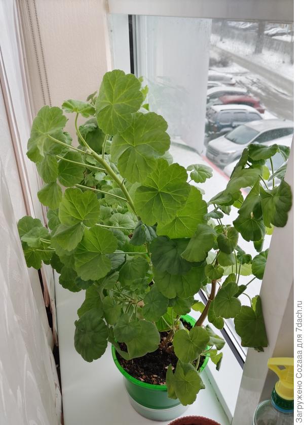 Это моя пеларгония, февраль этого года, выход из зимы.