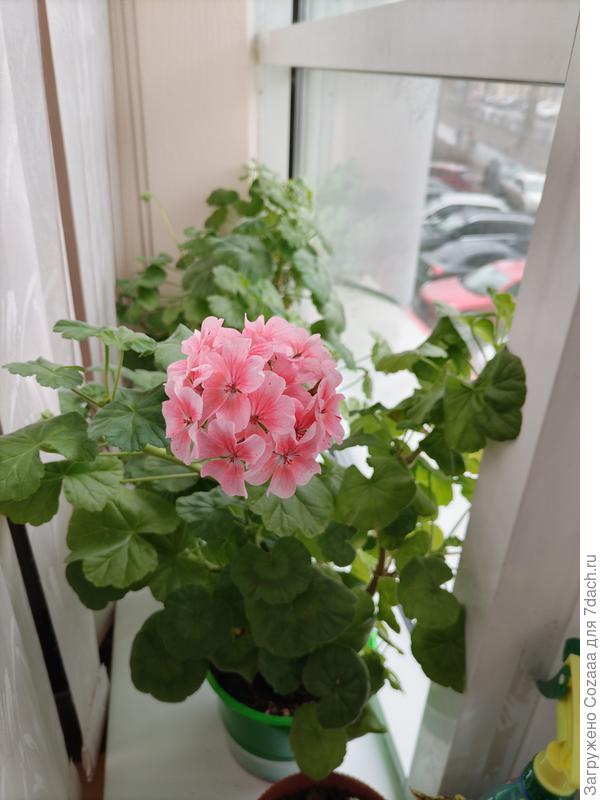Это сегодняшнее фото. Пеларгония начала цвести после зимы. Здесь 5 штук, разные сорта, 4 выращенные из семян, а одно растение мне дали черенок.