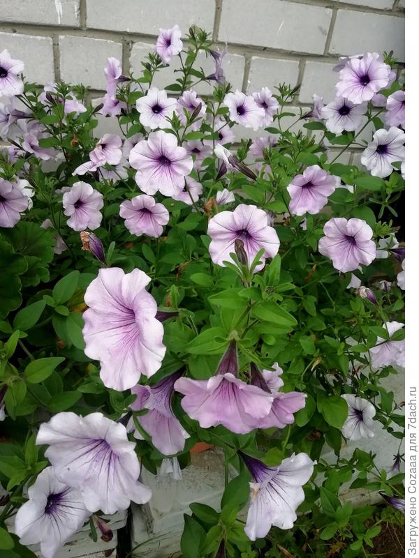 Так шикарно цветут только с удобряшкой.