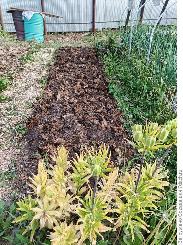 Таня, я тоже купила грибную отработку по примеру Леры, рассыпала по поверхности, проторнадила (перемешала культиватором) и вот в выходные буду высаживать перцы и баклы в эту смесь.