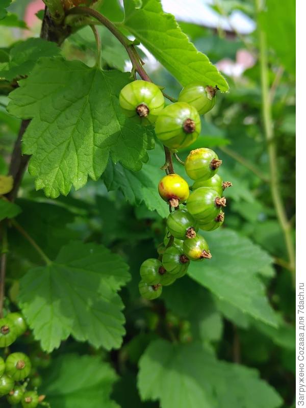 Начали желтеть.