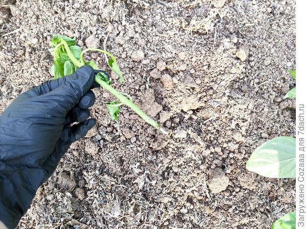 Вот так отгрызает ствол на уровне земли, и растений падает.