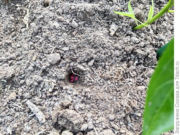 Разложила гранулы в ямки