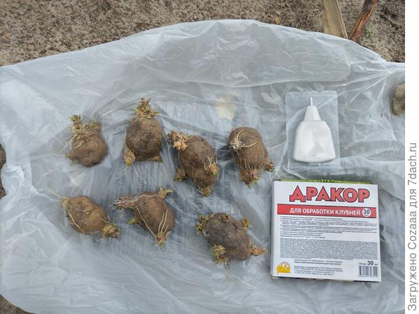 Картофель готов к обработке