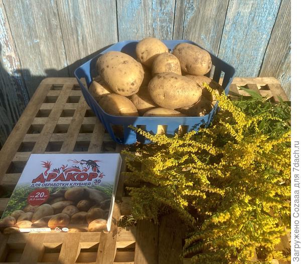 Чистый картофель, без проволочника