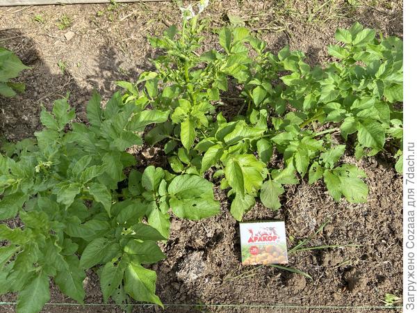 Моя картошка