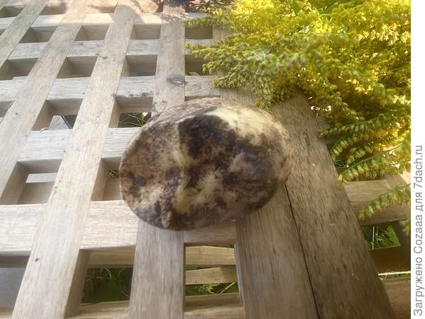 Есть вредители и кроме колорада