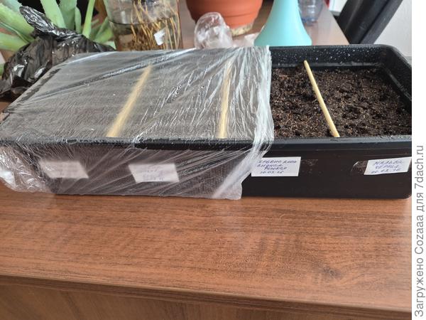 Мы посеялись. Три вида вербены копьевидной и мальва чёрная.