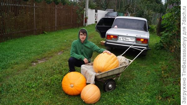 тыква 36 кг