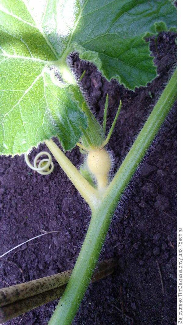 женский цветок тыквы