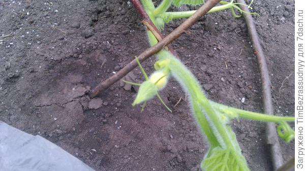 Женский цветок