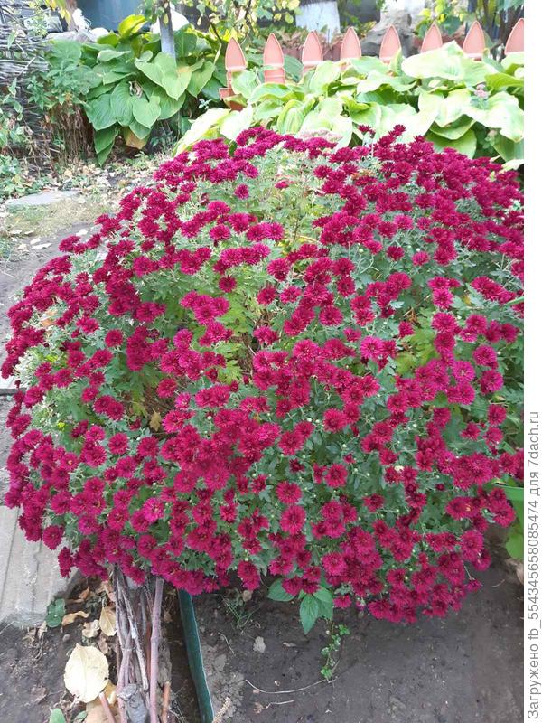 Моя красотка