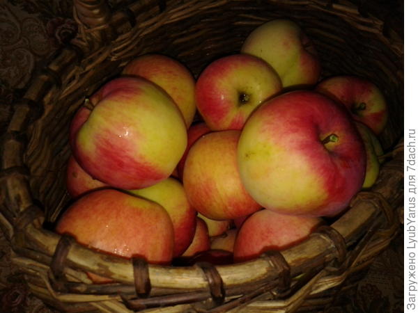 первый урожай