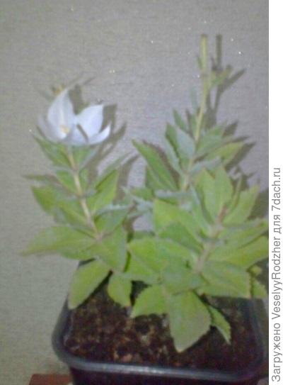 Подскажите пожалуйста название этого растения)