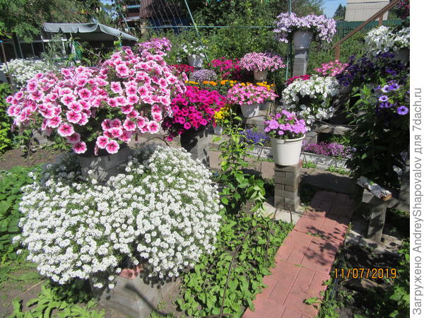 Алиссум + петунии