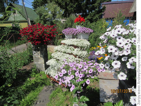 Алиссум + петунии