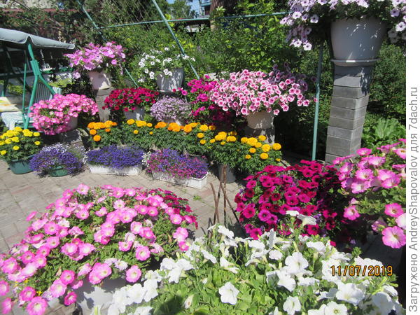 Цветы цветут